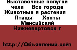 Выставочные попугаи чехи  - Все города Животные и растения » Птицы   . Ханты-Мансийский,Нижневартовск г.